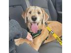 Adopt Charlie a Yellow Labrador Retriever, Poodle