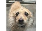 Adopt Tommy a Terrier