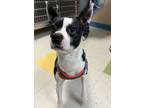 Adopt Odie a Terrier