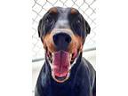 Adopt Zeke a Doberman Pinscher