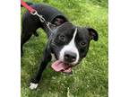Adopt Chili Dog a Pit Bull Terrier, Mixed Breed