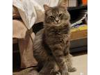 Adopt Luca a Domestic Medium Hair