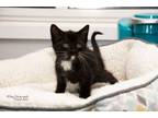 Adopt Oreo a Domestic Short Hair