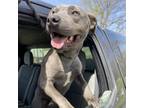 Adopt Dusty a Weimaraner, Pit Bull Terrier