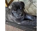 Adopt Baloo a Cane Corso, Siberian Husky