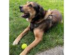 Adopt Bose a German Shepherd Dog, Labrador Retriever