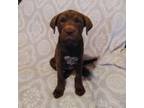 Adopt Chewbacca a Shar-Pei, Chocolate Labrador Retriever