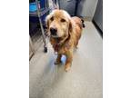 Adopt Sun Bear a Golden Retriever, Chow Chow