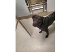 Adopt Max a Labrador Retriever