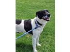 Adopt Mossberg a Mixed Breed