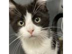 Adopt Benji a Domestic Short Hair