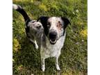 Adopt Salem a Australian Cattle Dog / Blue Heeler