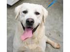 Adopt Scar a Great Pyrenees, Mixed Breed