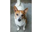 Adopt Boss (Bonded w/Cinnamon) a Parson Russell Terrier, Mixed Breed