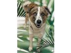 Adopt Sam a Australian Shepherd