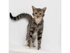 Adopt Crow a Domestic Short Hair