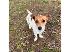Adopt Weatherford a Jack Russell Terrier