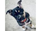 Adopt Recess a Shepherd