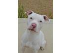 Adopt Boudin (Underdog) a Pit Bull Terrier, Mixed Breed