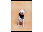 Adopt Boudin a Pit Bull Terrier, Mixed Breed