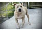 Adopt Baguette a Pit Bull Terrier, Mixed Breed