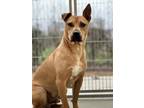 Adopt Sparky (Underdog) a Mixed Breed