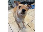 Adopt Haymitch a Border Terrier, Mixed Breed