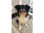 Adopt Jerry a Papillon, Mixed Breed
