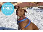 Adopt Max a Pit Bull Terrier