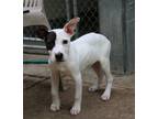 Adopt 43102 Leo a Pit Bull Terrier