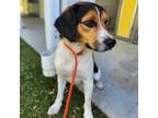 Adopt Opie - Adoption Pending a Beagle, Hound