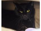 Adopt Bandit a Domestic Short Hair