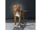 Adopt Teddy a Pit Bull Terrier, Mixed Breed