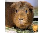 Adopt Dee pp w/ Tweedle a Guinea Pig