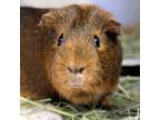 Adopt Dee pp w/ Tweedle a Guinea Pig