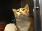 Adopt Swerve a Domestic Short Hair