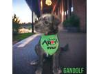 Adopt Gandolf a Wirehaired Terrier
