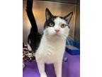 Adopt Chichi a Domestic Short Hair