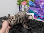 Adopt Laramie a Domestic Short Hair