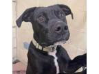 Adopt Jace K20 a Pit Bull Terrier