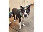 Adopt Jack a Boston Terrier, Mixed Breed