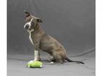 Adopt DRE a Pit Bull Terrier