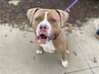 Adopt MONTY a Pit Bull Terrier