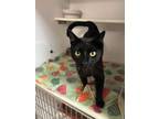 Adopt Black Velvet a Domestic Short Hair