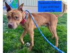 Adopt Squishmallow a Pit Bull Terrier, Hound