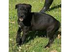 Adopt Nova a Labrador Retriever, Black Mouth Cur