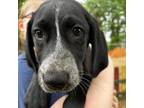 Adopt Tate a Hound