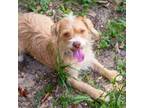 Adopt Sriracha Mayo a Wirehaired Terrier