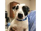 Adopt Buster- 050309S a Jack Russell Terrier