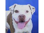 Adopt Lansky (Max) - 050211S a Mixed Breed, Pit Bull Terrier